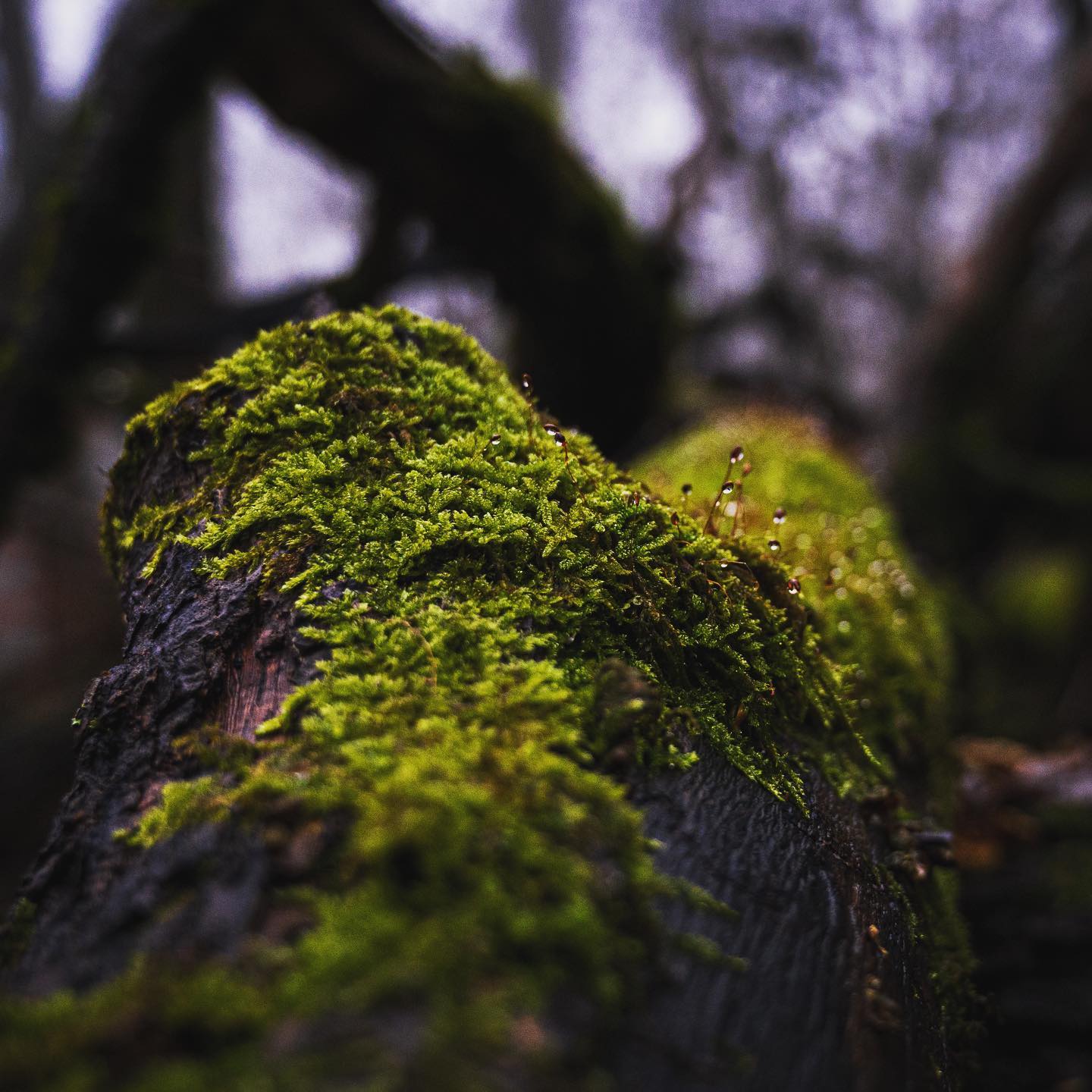 Landscape picture in forest