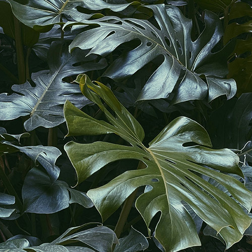 Carbon Emission App Thumbnail