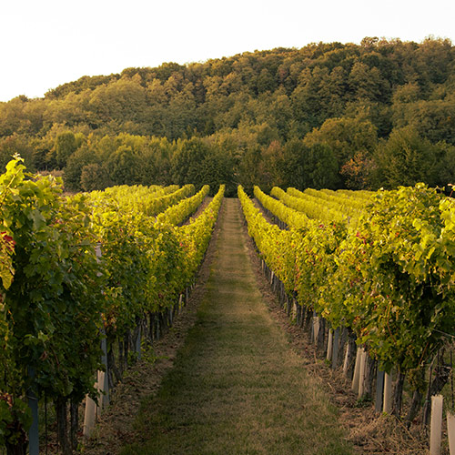 Landscape picture in forest