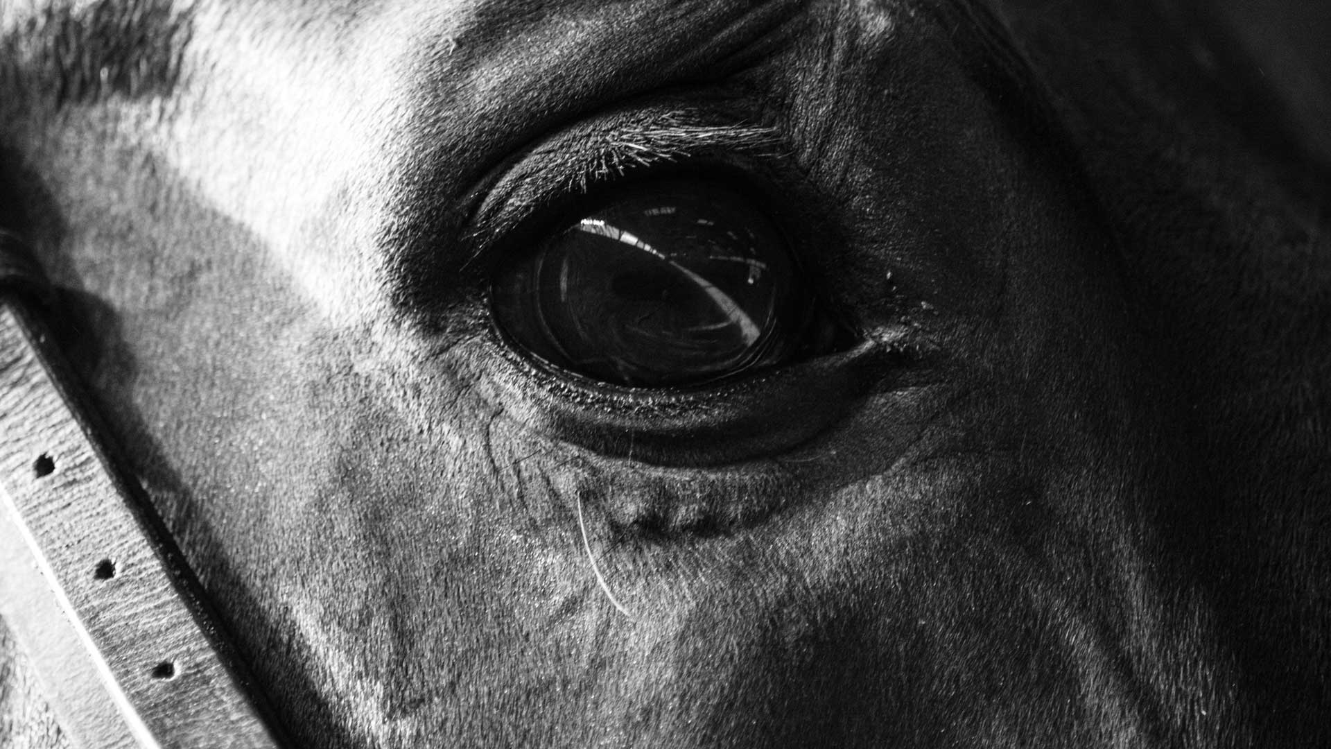 Photography reference image with horse 